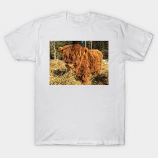 Scottish Highland Cattle Calf 1730 T-Shirt